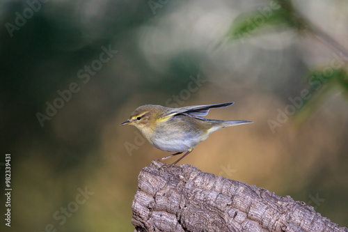 Common chiffchaff (Phylloscopus collybita). photo