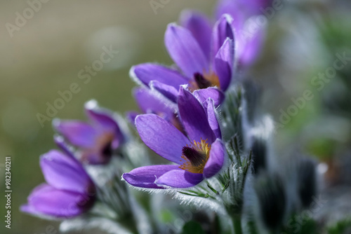 Plant Pulsatilla Vulgaris