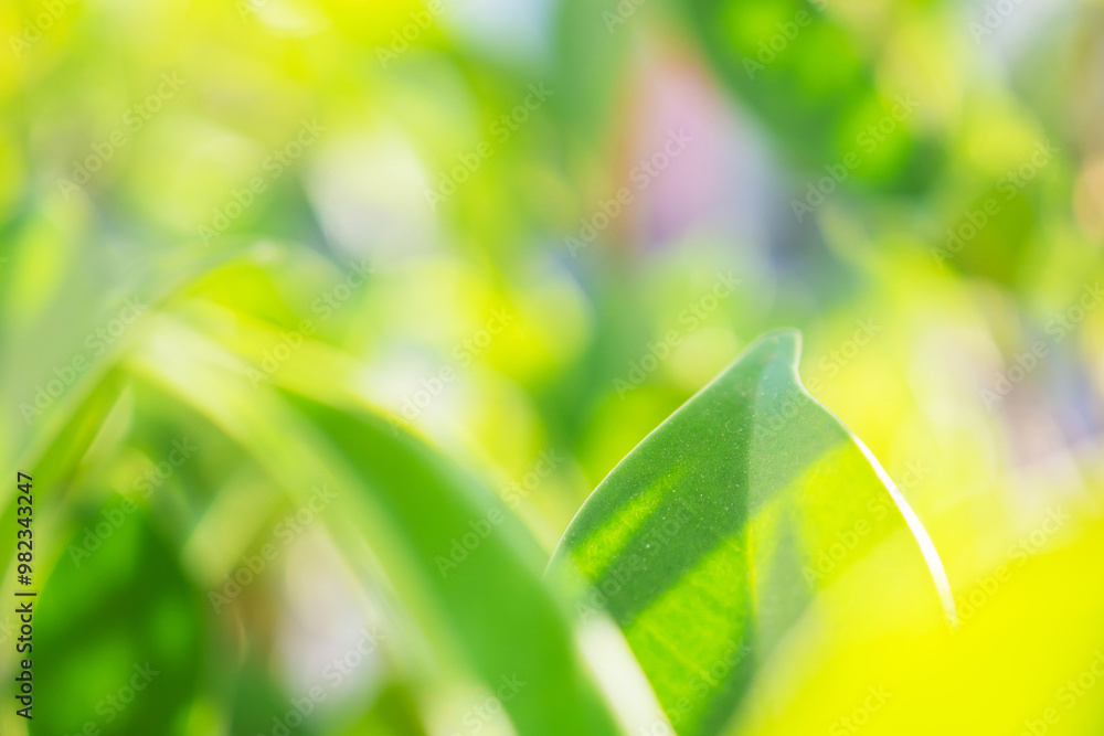 Natural plant green leaf in garden with bokeh background Natural plant green leaf in garden with bokeh background