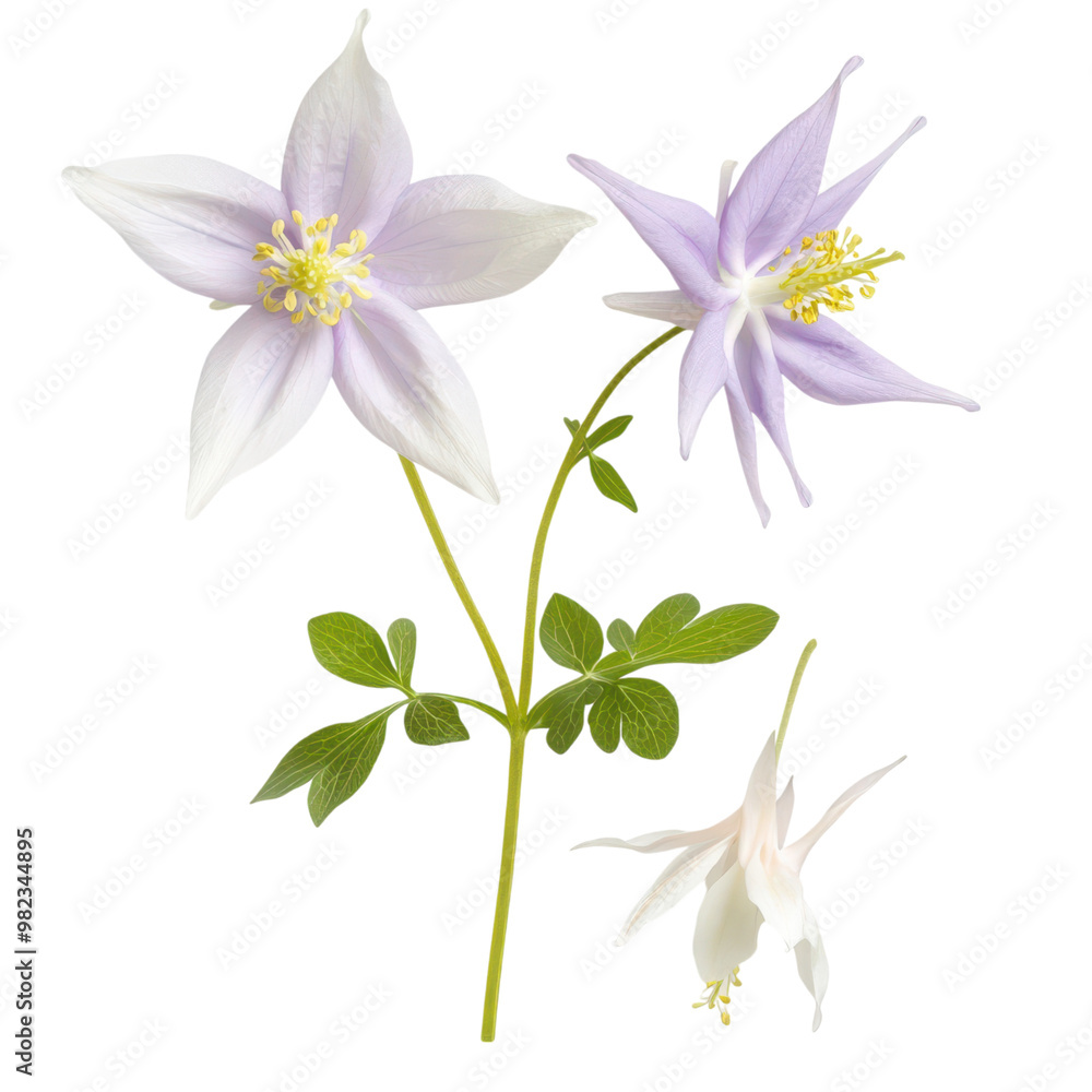 Fototapeta premium Delicate white and purple spring flowers blossoming in a serene garden Closeup of blooming botanical flora with soft focus and minimalist design