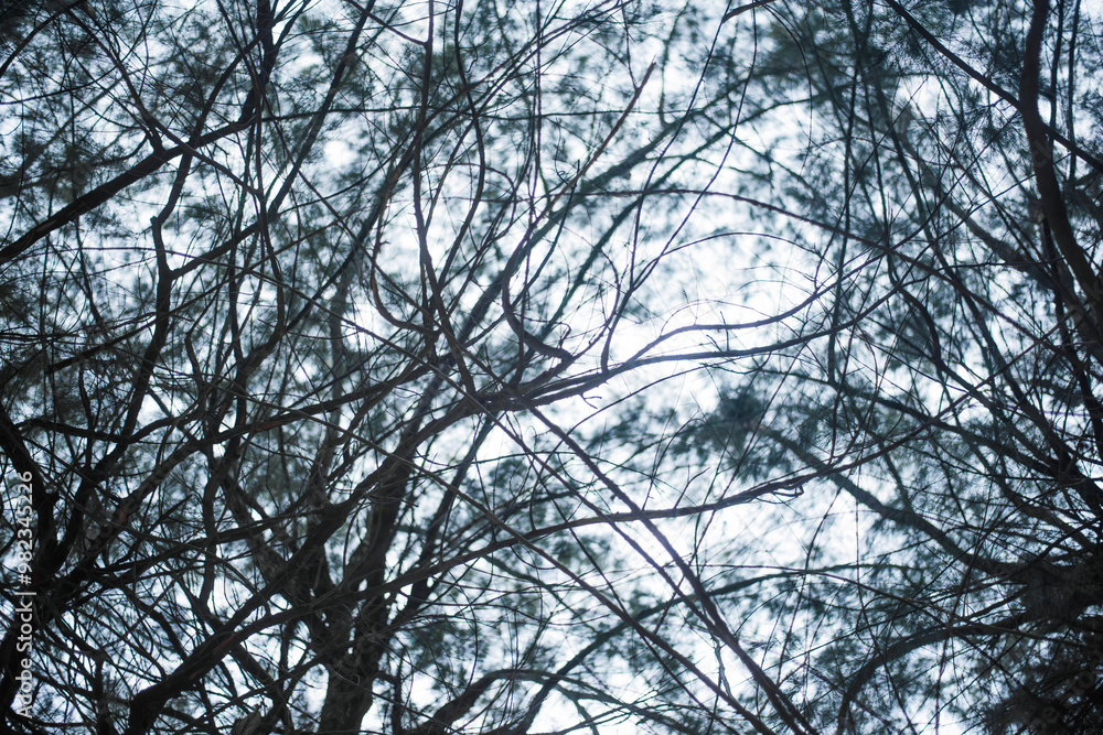Forest of pine trees, commonly planted near the sea, bottom view Forest of pine trees, commonly planted near the sea, bottom view