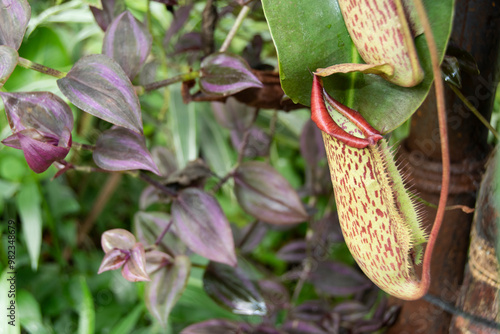 Tradescantia and a Nepenthes pitcher photo