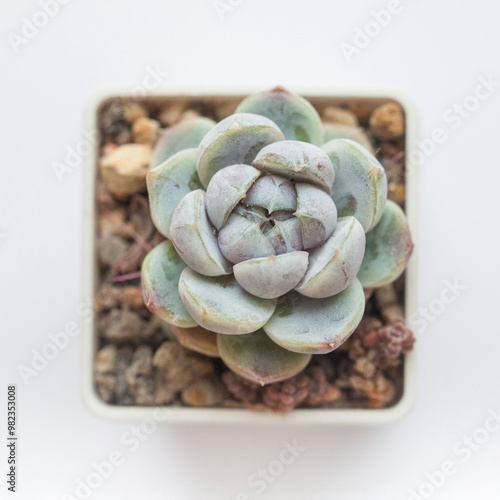 Echeveria Snow Bunny succulent flower isolated on white background, top view photo