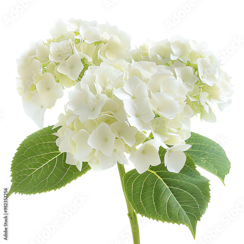 Beautiful white hydrangea flower cluster with green leaves, isolated on white background for nature and floral concepts.