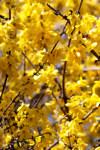 Forsythia bush with many yellow flowers, light sun spring, close up.