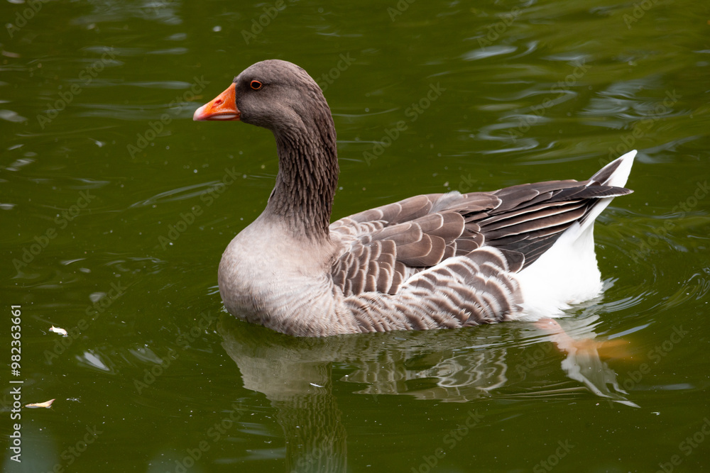 duck, bird, water, nature, wildlife, lake, animal, pond, swimming, wild, duck, bird, water, nature, wildlife, lake, animal, pond, swimming, wild,