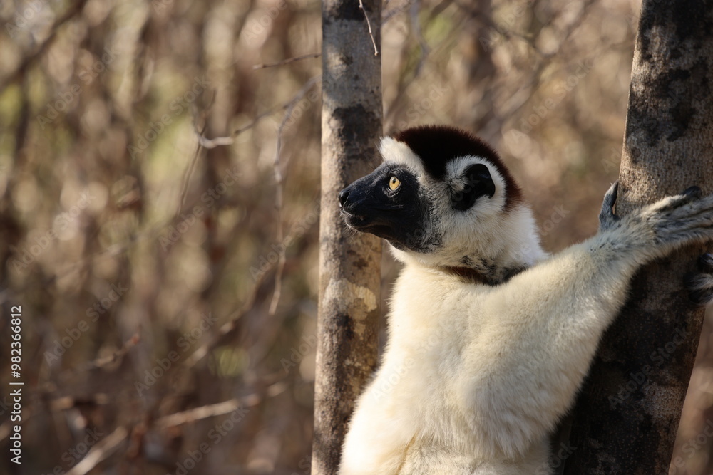 Fototapeta premium Lemure del Madagascar 