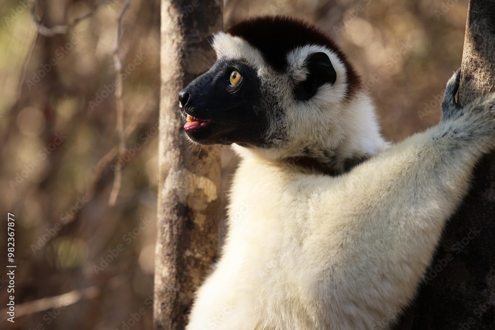 Fototapeta premium Lemure del Madagascar