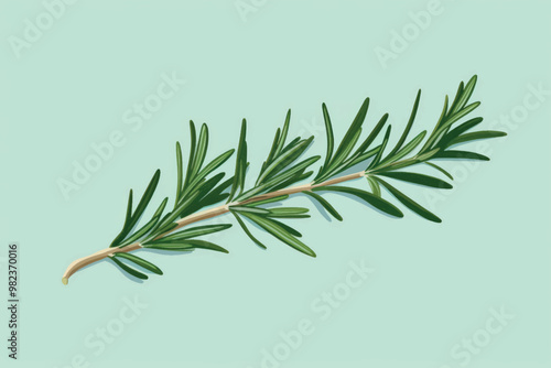 Fresh rosemary herb illustration
