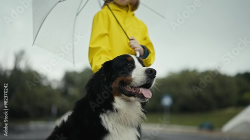 Close-up shot of a teenage girl in a yellow jacket stroking the head of her large purebred black and white dog and holding an umbrella after the rain in the park