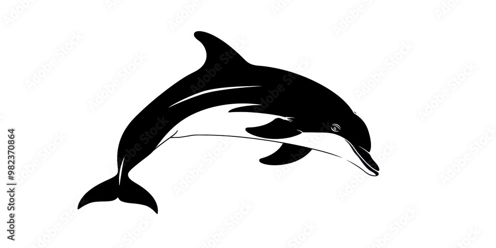 Obraz premium A black and white dolphin is leaping out of the water