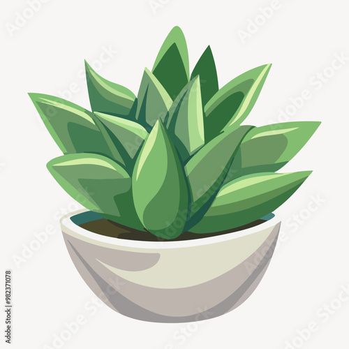 succulent illustration vector