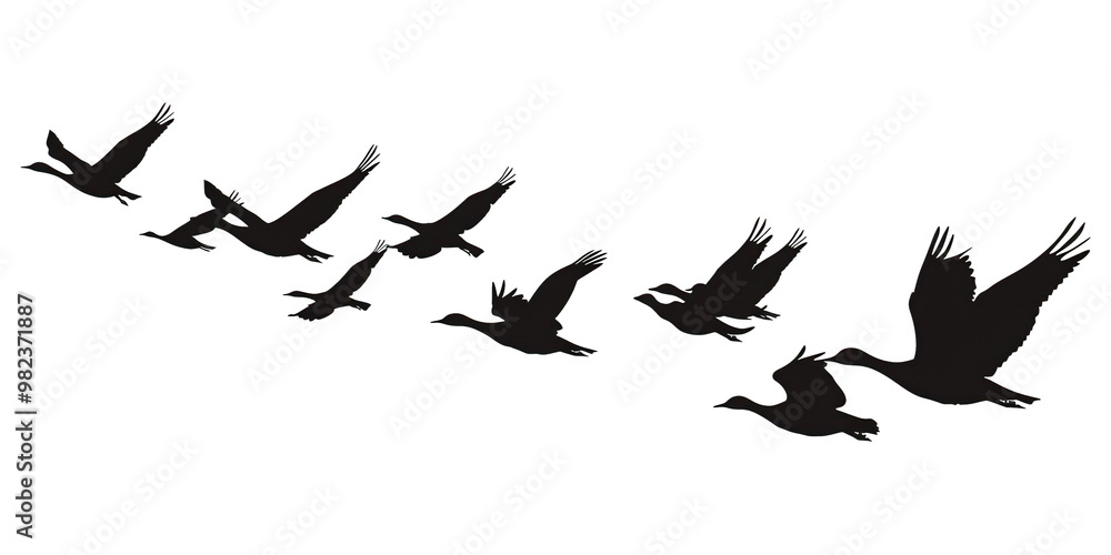 A flock of birds flying in a line A flock of birds flying in a line