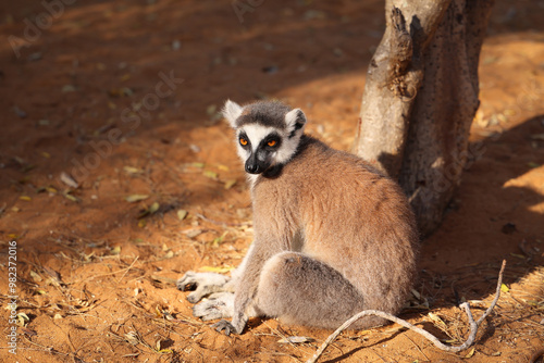 Lemure del Madagascar  photo