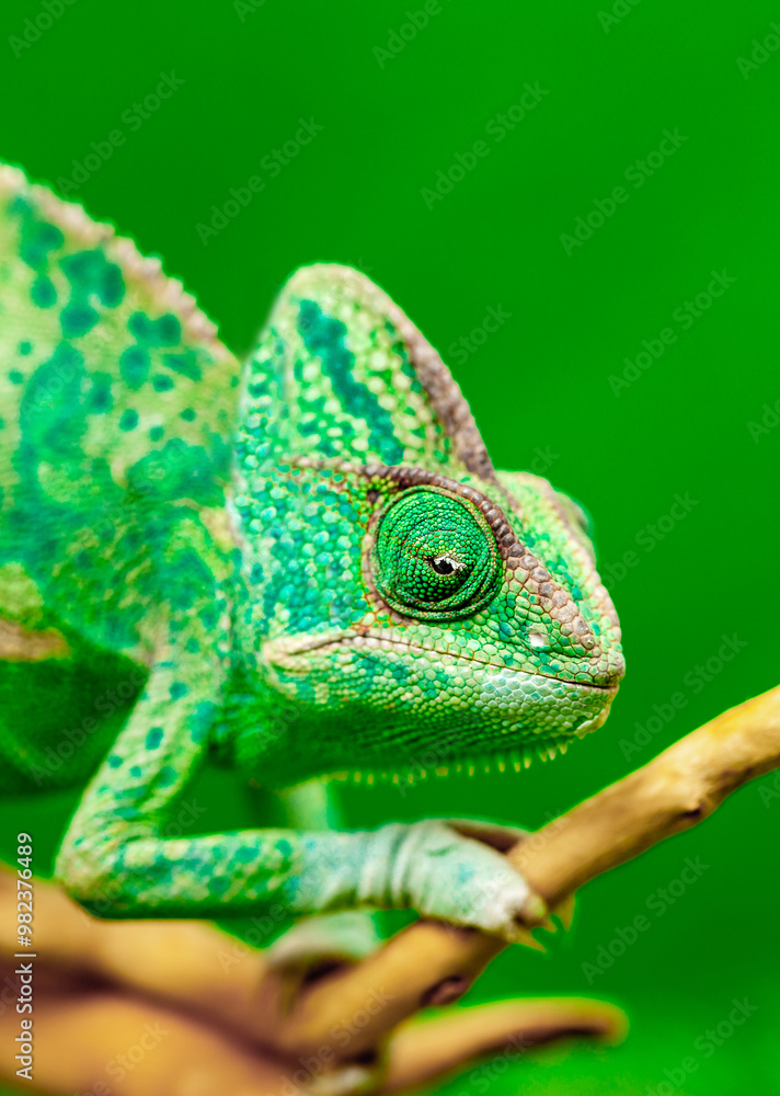Obraz premium Chameleon close up. Multicolor beautiful reptile with colorful bright skin on a background of grass and leaves. Disguise and bright skins concept. Exotic tropical pet in its natural environment.