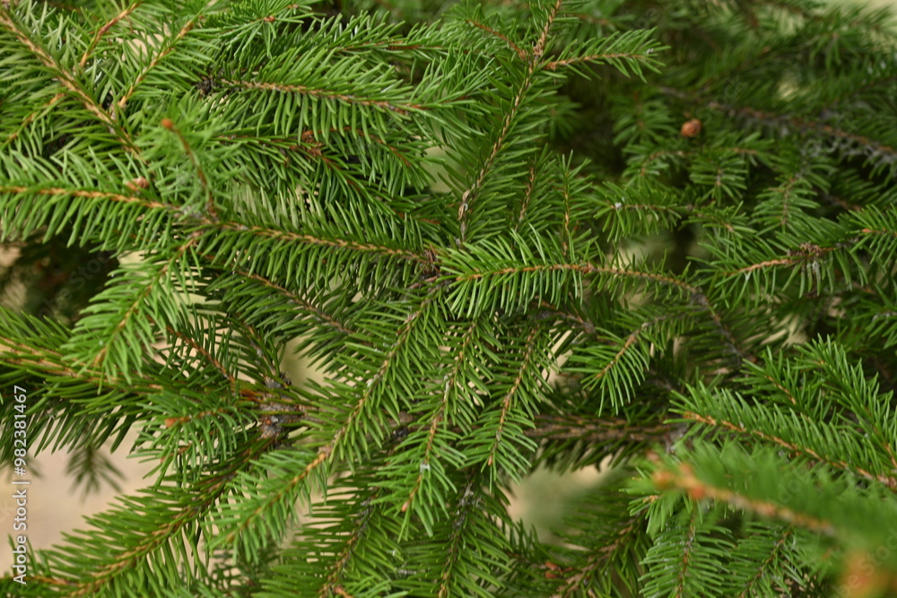custom made wallpaper toronto digitalChristmas tree branches texture close up, Christmas concept, Christmas branch tree evergreen close up