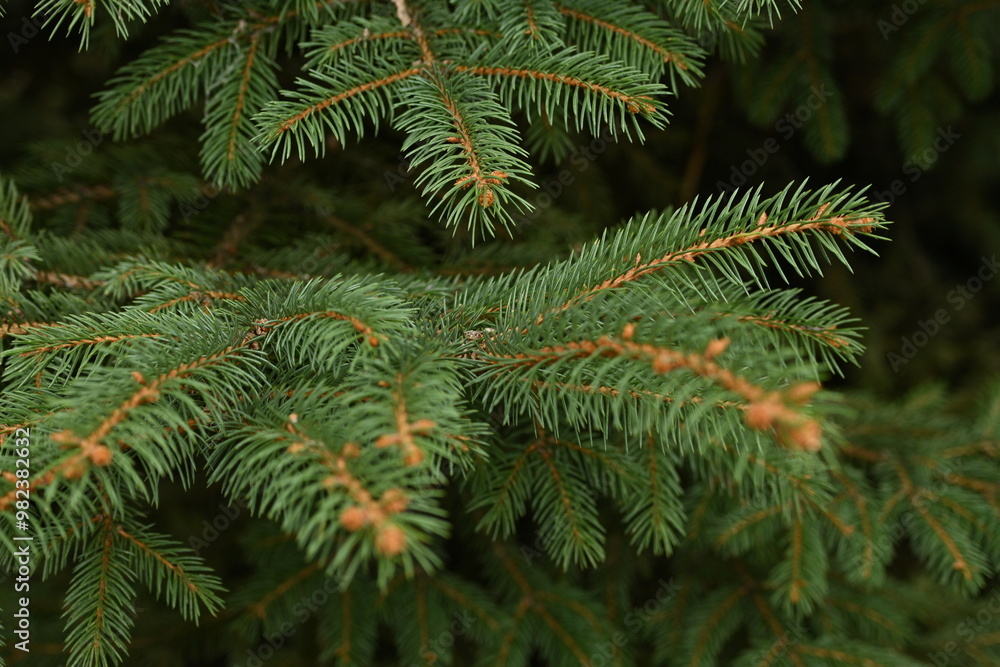 Green branches of a Christmas tree close-up, needles of an evergreen tree close-up Green branches of a Christmas tree close-up, needles of an evergreen tree close-up