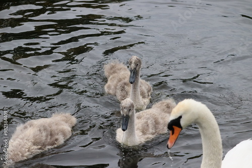 Photography Swans in Dublin