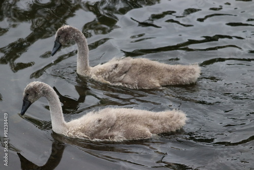 Photography Swans in Dublin