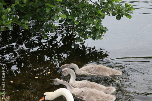 Swans in Dublin