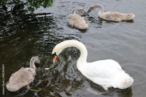 Swans in Dublin