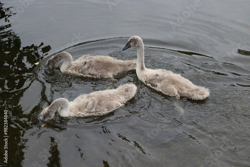 Photography Swans in Dublin