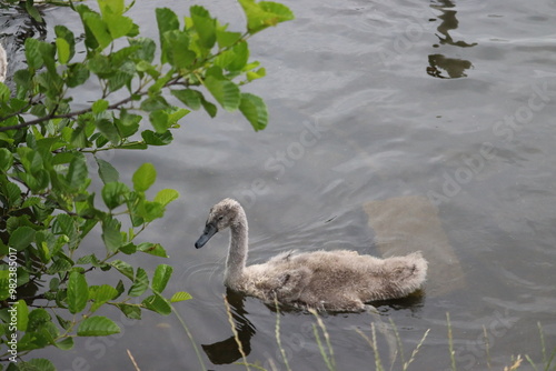 Swans in Dublin