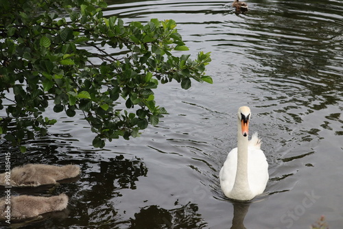 Swans in Dublin