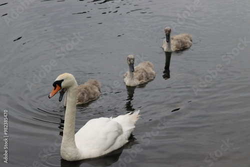 Photography Swans in Dublin