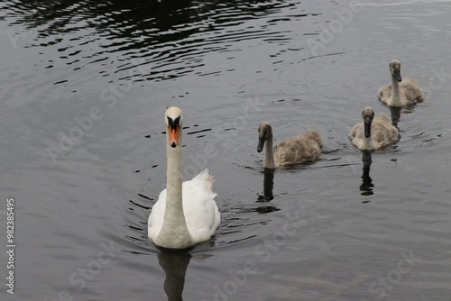 Photography Swans in Dublin