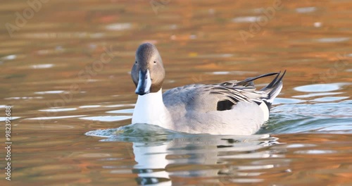 Northern pintail duck (drake)duck in water