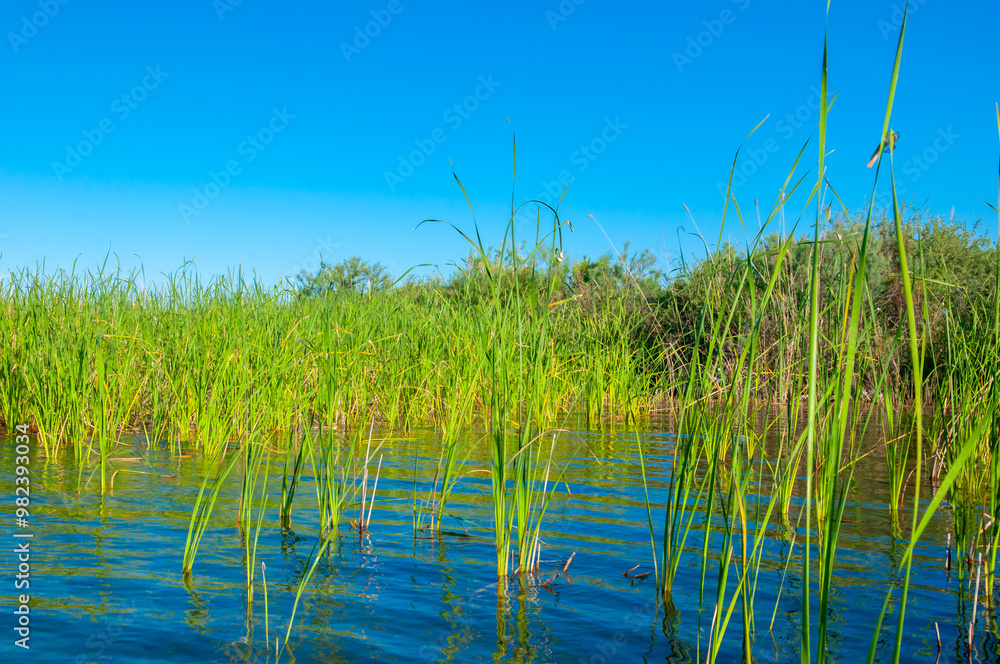 Calm wide river, fishing landscape. Reeds and kugai along the river bank. Calm wide river, fishing landscape. Reeds and kugai along the river bank.