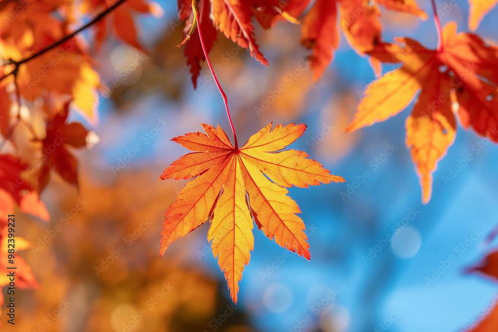 Red maple leaves in autumn, blurred background of red foliage against the blue sky, close-up of bright, colorful fall colors Red maple leaves in autumn, blurred background of red foliage against the blue sky, close-up of bright, colorful fall colors