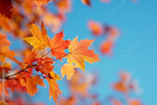 Red maple leaves in autumn, blurred background of red foliage against the blue sky, close-up of bright, colorful fall colors