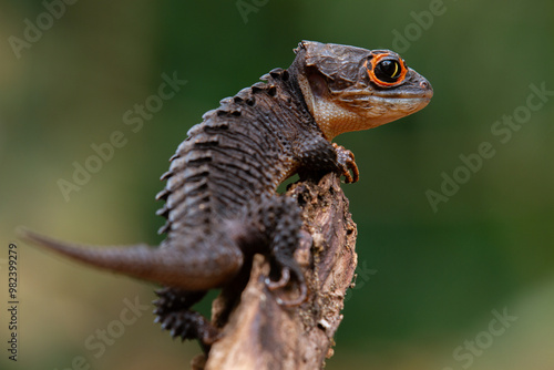 Red-eyed crocodile skink (Tribolonotus Gracilis) animal closeup (Kadal Duri Mata Merah) photo