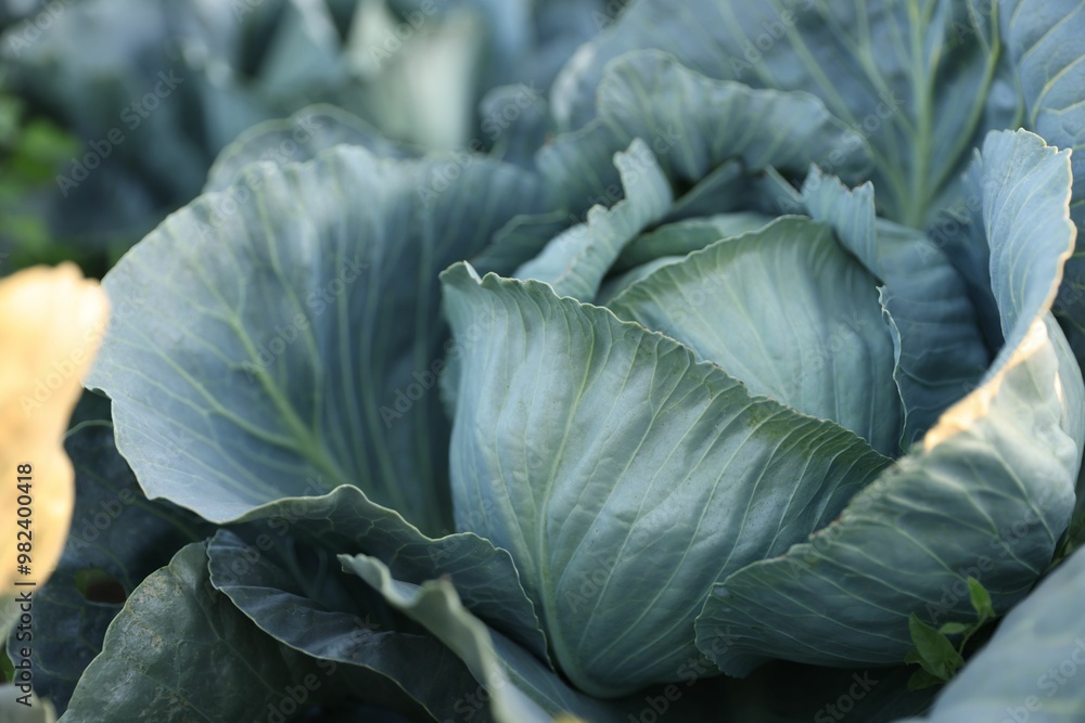 Green cabbage growing in field, closeup view Green cabbage growing in field, closeup view