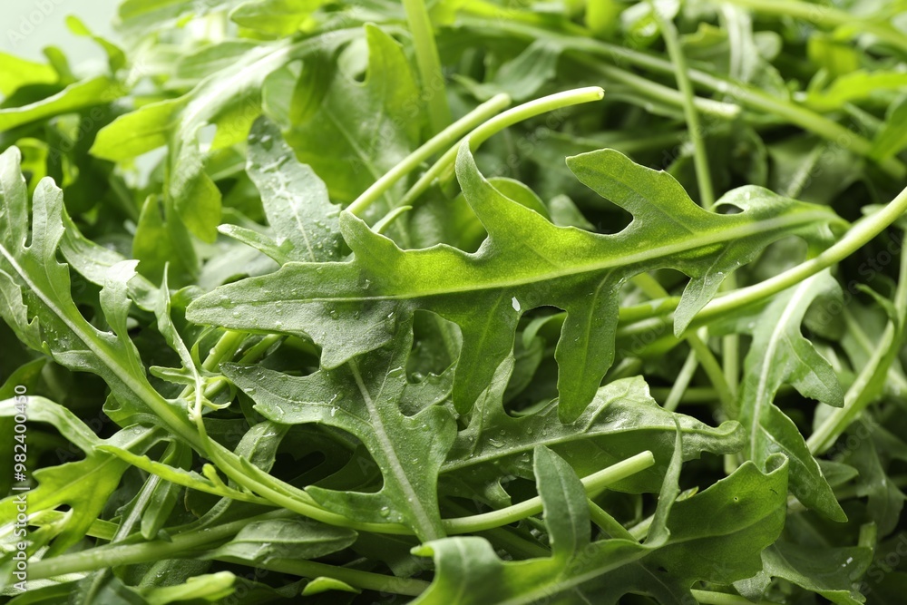 Fototapeta premium Many fresh arugula leaves with water drops as background, closeup
