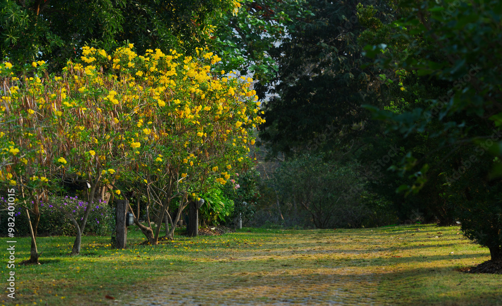 Obraz premium Beautiful space or wide pathway in the garden with yellow flowers on the tree and natural sunlight in the morning from right side, landscape image with space.