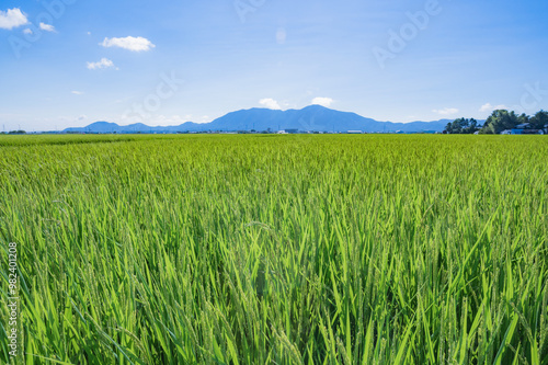 新潟　8月の越後平野 photo