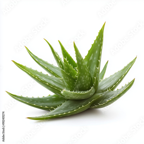 aloe vera plant