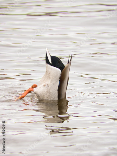 Pato escondiendo la cabeza