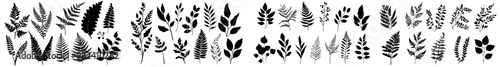 A modern illustration of fern leaves in black on white. This is a silhouette of a forest branch in black.