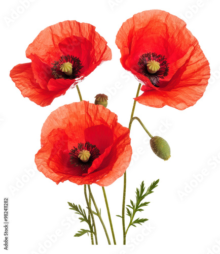 PNG Bright red poppies blooming in springtime garden