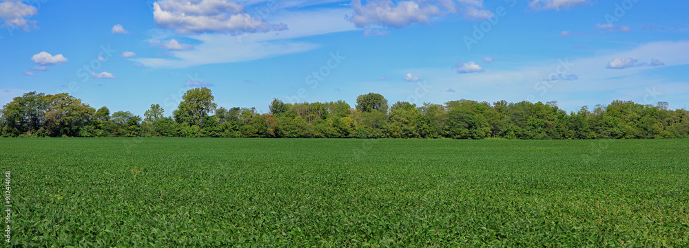 Fototapeta premium Landscape containing a soybean field, trees and sky