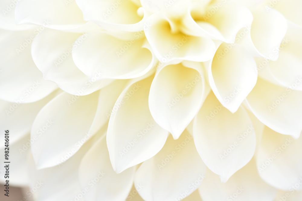 白いダリア 花のぼかし 背景素材 白いダリア 花のぼかし 背景素材