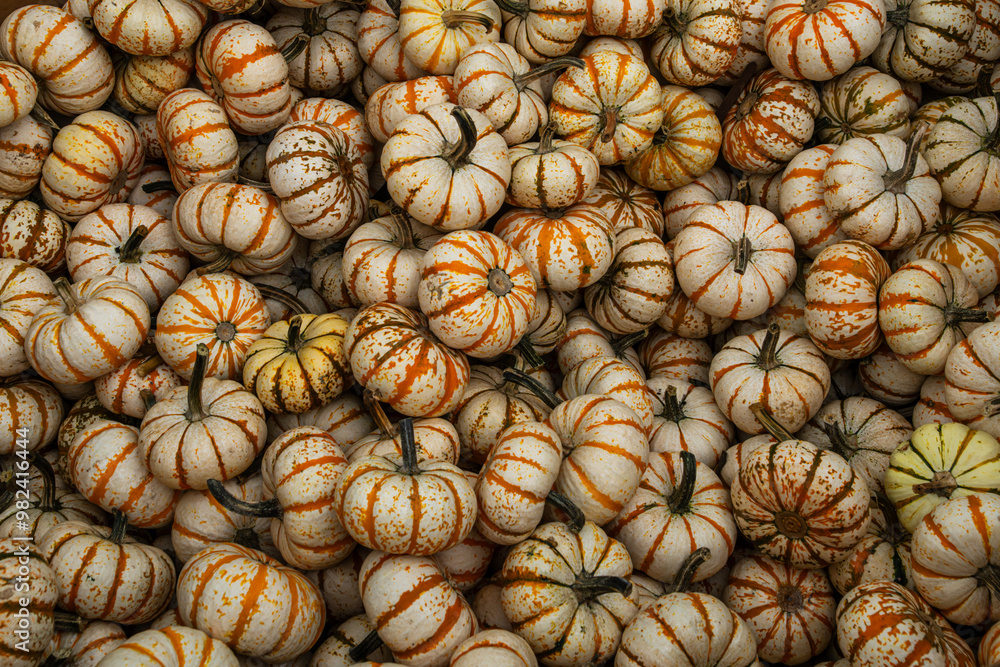 Pumpkins for sale for Thanksgiving Pumpkins for sale for Thanksgiving