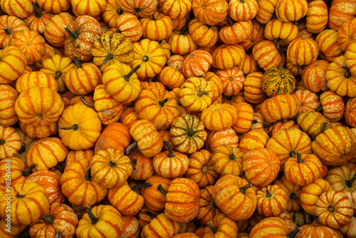 Pumpkins for sale for Thanksgiving