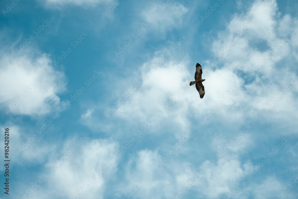 Bird of prey soaring in the sky with its wings spread wide, beautiful sky with clouds Bird of prey soaring in the sky with its wings spread wide, beautiful sky with clouds