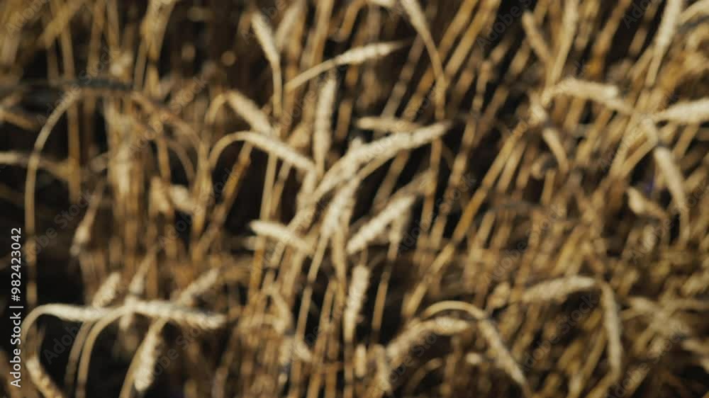 Top view: Hands with glasses of beer clink glasses on the background of a field of wheat Top view: Hands with glasses of beer clink glasses on the background of a field of wheat