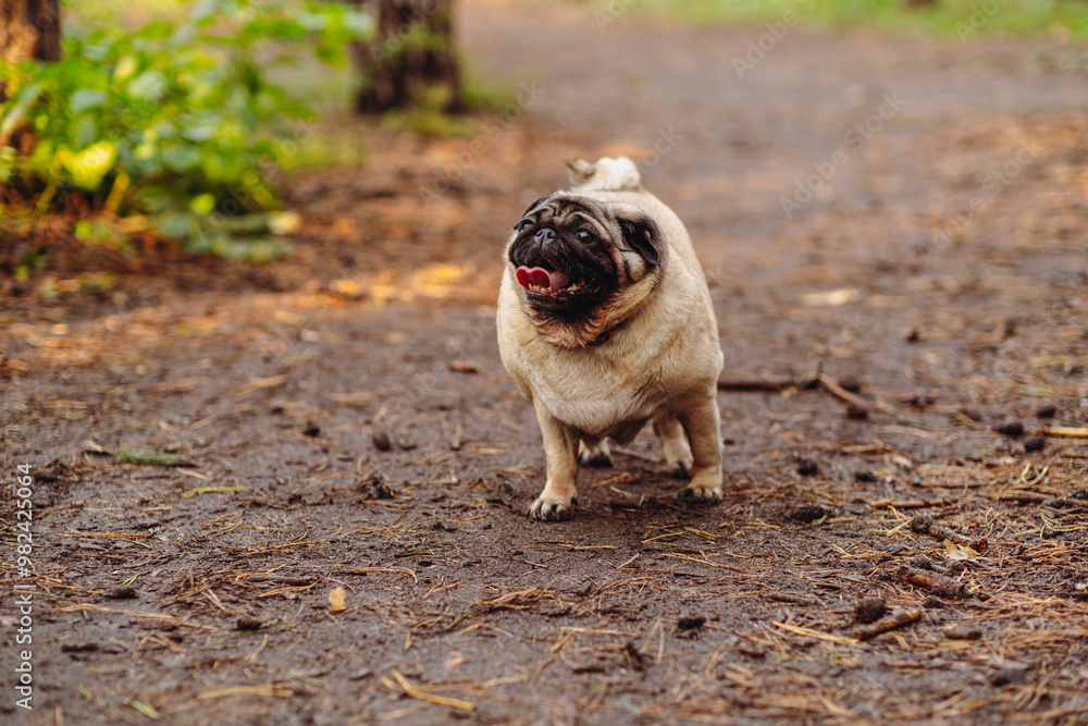 Pug dog with an open mouth and his tongue sticking out and standing on the trail in the park Pug dog with an open mouth and his tongue sticking out and standing on the trail in the park